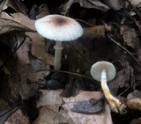 Leucoagaricus brunnescens image