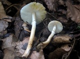 Leucoagaricus brunnescens image