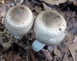 Agaricus placomyces image