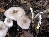 Agaricus placomyces image