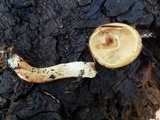 Cortinarius mucosus image