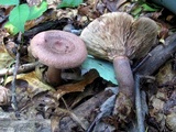Lactarius quietus image