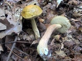 Leccinum longicurvipes image
