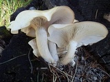 Lepista subconnexa image