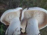 Leucopaxillus paradoxus image