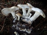 Leucopaxillus paradoxus image