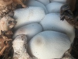Leucocoprinus cepistipes image