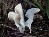 Leucopaxillus paradoxus image