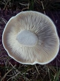 Leucopaxillus paradoxus image