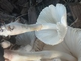 Leucocoprinus cepistipes image