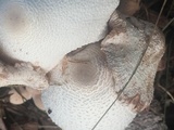 Leucocoprinus cepistipes image
