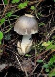 Amanita sect. Vaginatae image