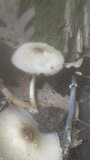Agaricus placomyces image