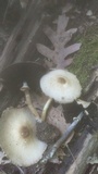 Agaricus placomyces image