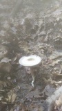 Agaricus placomyces image