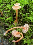 Laccaria tortilis image
