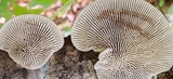 Daedaleopsis septentrionalis image