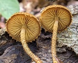 Flammulaster erinaceellus image