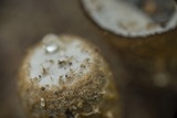 Cyathus stercoreus image