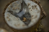 Cyathus stercoreus image