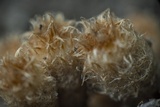 Cyathus stercoreus image