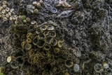Cyathus stercoreus image