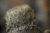 Cyathus stercoreus image