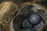 Cyathus stercoreus image