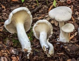 Clitopilus prunulus image