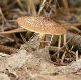 Tricholomopsis formosa image
