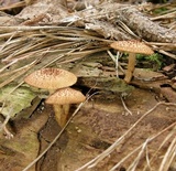 Tricholomopsis formosa image