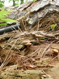 Tricholomopsis formosa image