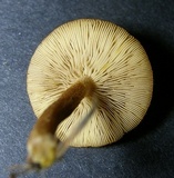 Tricholomopsis formosa image