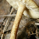 Tricholomopsis formosa image