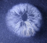Tricholomopsis formosa image