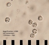 Tricholomopsis formosa image