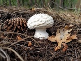 Amanita magniverrucata image