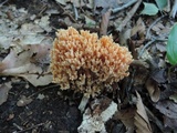 Ramaria formosa image