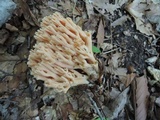 Ramaria formosa image