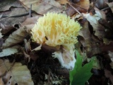 Ramaria flava image
