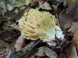 Ramaria flava image