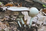 Agaricus placomyces image