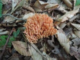 Ramaria formosa image