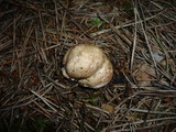 Rhizopogon roseolus image