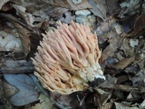 Ramaria formosa image