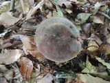 Lactifluus corrugis image