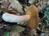 Lactifluus corrugis image