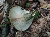 Lactarius atroviridis image