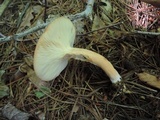 Lactarius volemus image