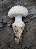 Amanita magniverrucata image